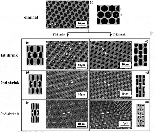 Figure 11. SEM images of shrunk PB honeycomb films on thermally shrinkable substrates. Reproduced with permission from [Citation96] (Copyright 2008, Wiley).
