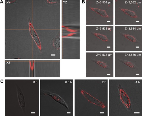 Figure 8 pMCNPs were incubated with K9TCC cells for different times.Notes: The cells were washed three times and imaged by confocal microscopy at different z-depths. XY, YZ, and XZ show the pMCNPs distribution in K9TCC cells (A). Internalization of pMCNPs in K9TCC cells was captured along multiple z-planes at every 1 µm after 4 h of incubation (B). Different incubation times (0, 0.5, 2, and 4 h) changed the NP internalization by K9TCC cells (C). The scale bar is 10 µm.Abbreviations: NCs, nanocubes; NP, nanoparticle; pMCNPs, pCNPs loaded with 22 nm iron oxide NCs.