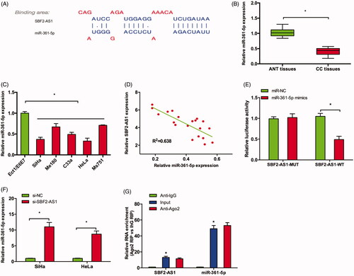 Figure 3. SBF2-AS1 acted as a sponge for miR-361-5p. (A) Potential binding site for miR-361-5p in SBF2-AS1. (B,C) miR-361-5p expression in CC tissues and cell lines was determined by qRT-PCR. (D) Correlation between SBF2-AS1 expression and miR-361-5p expression in CC tissues. (E) Luciferase reporter assay revealed that miR-361-5p mimics significantly reduced the luciferase activity of SBF2-AS1-Wt reporter in CC cells. (F) SBF2-AS1 inhibition increased miR-361-5p expression in SiHa and HeLa cells (G) RIP assay showed that SBF2-AS1 and miR-361-5p expression was significantly enriched in Ago2 pellet compared to IgG control. *p < .05.