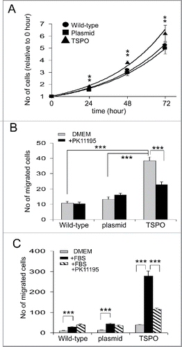 Figure 4. TSPO increased cell proliferation and motility. (A) Time course of Jurkat cell proliferation normalized to day 0, i.e., 1 hour after plating each of the cell types. TSPO-Jurkat cells proliferated significantly faster than wild-type and empty plasmid Jurkat cells at all time points measured (i.e. days 1–3). There was no difference in proliferation rate between wild-type and empty plasmid Jurkat cells. (B) TSPO-Jurkat cells had significantly higher spontaneous movement/migration compared with wild-type and empty plasmid Jurkat cells measured with the Boyden chamber (Transwell). The inhibitory effect of TSPO specific ligand PK11195 on spontaneous movement/migration was only seen in the TSPO-Jurkat cells, indicating the effect is TSPO-specific. (C) Foetal bovine serum (FBS, 0.1%) in DMEM, a chemo-attractant, non-specifically attracted all 3 types of Jurkat cells. However, PK11195 at 100 nM significantly decreased FBS-induced cell migration in TSPO-Jurkat cells only.