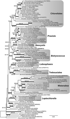 Fig. 16. Maximum-likelihood tree of SSU sequences from L. lukesovae CCALA 307 and other Trebouxiophyceae. Numbers next to branches indicate statistical support values (maximum-likelihood bootstraps/Bayesian posterior probabilities). Thick lines indicate branches with high statistical support.