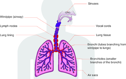 Figure 2. The parts of the respiratory system.