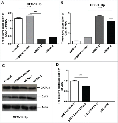 Figure 3. GATA-3 negatively regulates Cx43 by directly binding to its promoters. (A, B) Quantitative RT-PCR analysis of GATA-3 (A) and Cx43 (B) levels in H. pylori infected GES-1 cells treated with a scramble control, GATA-3 siRNA-1, GATA-3 siRNA-2. (C) Western blot analysis of GATA-3 and Cx43 protein levels in H. pylori infected GES-1 cells treated with a scramble control, GATA-3 siRNA-1, and GATA-3 siRNA-2. (D) GATA-3 direct binds to Cx43 promoters. HEK-293T cells co-transfected with GATA-3 and Cx43-pGL3 plasmids. The results are displayed as the ratio of firefly luciferase activity in the pGL3-Cx43-GATA-3-transfected cells to the activity in the pGL3-Cx43 controls. *** p < 0.001.