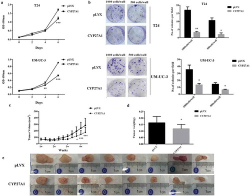 Figure 4. CYP27A1 inhibits bladder cancer cells proliferation in vitro and vivo.T24 or UM-UC-3 cells overexpressing CYP27A1 or the pLVX control (1 × 103/well) were seeded in 96-well plates and cell proliferation was detected by MTT assays at the indicated days. At day 0, one plate was assessed by MTT assays to confirm the cell density and cell difference between wells. Experiments were performed three times, and error bars represent the standard error of the mean and **p < 0.01, ***p < 0.001(2-way ANOVA). (b) T24 or UM-UC-3 cells overexpressing CYP27A1 or the pLVX control cells (1,000, 500 cells/well) were seeded in 6-well plates and cultured in 10% DMEM with 1 μg/ml puromycin for 2 wk. Colonies were stained with crystal violet. Experiments were performed three times. A representative well showing colony growth is also shown in the graph. Error bars represent the standard error of the mean and *p < 0.05, **p < 0.01 (unpaired t-test). Tumor volume (c) and weights (d) of CYP27A1-T24- and pLVX-T24-derived xenografts in vivo were compared. After the 25th day, CYP27A1-tumor size was significantly smaller than the control (pLVX) and *p < 0.05, ***p < 0.001(2-way ANOVA). After 30 d, all animals were sacrificed and tumors were collected (e).