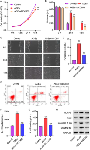 Figure 4 The NLRP3 inhibitor MCC950 attenuated AGEs-induced cell pyroptosis in HUVECs. HUVECs were treated with 200 μg/mL AGEs for 48 hours, with concomitant intervention of 1 μM NLRP3 inhibitor MCC950 for 24 hours. (A) Cell proliferation activity was detected by CCK8 assay. (B and C) Cell migration was detected by scratch assay. (D and E) Cell pyroptosis was detected by flow cytometry. (F and G) The levels of IL-1β and IL-18 were detected by ELISA. (H) The expression of NLRP3, ASC, Caspase-1p20, and GSDMD-N was detected by Western blot. ***P<0.001 vs control; ###P<0.001 vs AGEs.