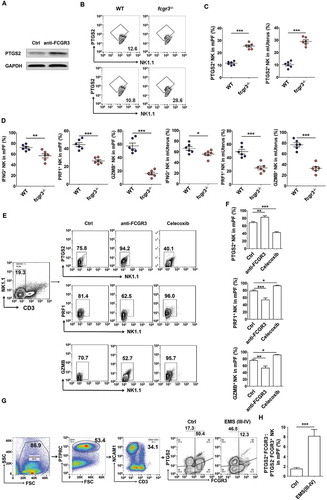 Figure 11. PTGS2+ FCGR3− NK cells present low levels of PRF1, GZMB and IFNG. (a) The expression of PTGS2 (n = 5) in NK cells cocultured with ESCs and treated with or without anti-FCGR3 (10 µg/ml) for 24 h was analyzed by western blotting. (b-d) FCM analysis of PTGS2, PRF1, GZMB and IFNG in NK cells of PF and uterus from WT and fcgr3−/- mice (n = 6 mice/group) by FCM (Student t test). (e,f) The C57BL/6 EMS mice were treated with vehicle, anti-FCGR3 (0.25 mg/kg/d) or celecoxib (5 mg/kg/d) (n = 6 mice/group) on day 3 and day 10 after surgery. Then the levels of PTGS2, GZMB and IFNG in NK cells of PF were detected by FCM (one-way ANOVA). (g) The ratio of PTGS2+ FCGR3− to PTGS2− FCGR3+ NK cells was analyzed in PF from healthy controls (n = 10) and EMS patients (stage III and IV, n = 10) by FCM (Student t test). Anti-FCGR3, anti-FCGR3 neutralizing antibody. Data are expressed as the mean± SEM. *P < 0.05, **P < 0.01 and ***P < 0.001.