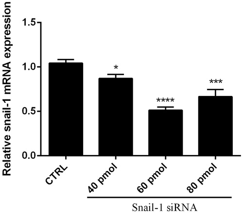 Figure 2. Knockdown of Snail-1 by siRNA in Ej-138 cells. Cells were transfected with 40, 60, and 80 pmol of siRNA as described in methods. At 48 h post transfection, total RNA was extracted and mRNA levels were examined by qRT-PCR. Relative mRNA expression levels were quantified by the qRT-PCR method, using β-actin as an internal control. The data represent mean ± SD (n = 3); *P < 0.05, ***P < 0.001, ****P < 0.0001 versus control (CTRL).