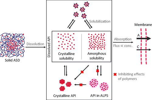 Figure 5. Scheme of the overall concept of increased bioavailability through ASDs. Upon dissolution of the solid ASD, a complex system of dissolved stated of ASDs emerges. In this system, solubilizing excipients can reduce the concentration of dissolved API. Supersaturation can be stabilized by polymers, however, polymers can also reduce the concentration of the molecularly dissolved API in favor of an increased fraction of ALPS. An increase in the molecularly dissolved drug concentration (conc.) from crystalline solubility (C) to amorphous solubility (A) leads to an increased transmembrane flux and therefore improved absorption.