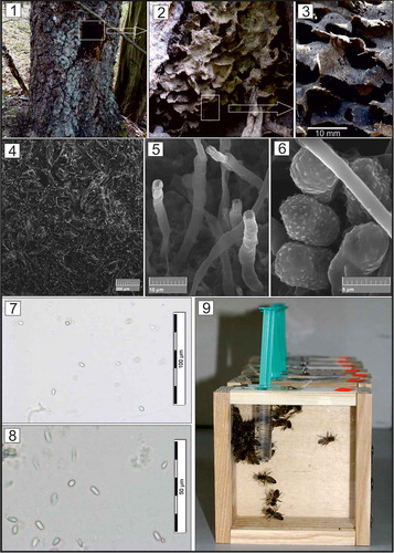 Figure 1. The trunk of Betula pendula with hollow inhabited by Lasius fuliginosus ants; figs. 2–3. Carton-nest of L. fuliginosus; fig. 4. Structure of carton-nest observed with SEM; fig. 5. Fungal structures on the surface of carton-nest observed with SEM; fig. 6. Fungal spores on the surface of carton-nest observed with SEM; figs. 7–8 Light micrographs of Nosema spp. spores observed under a bright-field; fig. 9. Cages with honeybees used in the cage tests (authors of photographs: 1–6, B. Staniec, 7–9, A. A. Ptaszyńska)