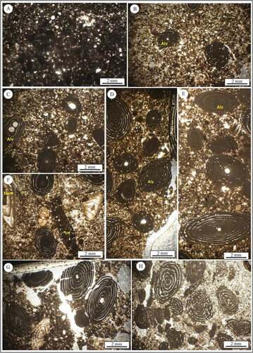 Figure 6. Major microfacies types of the Ilerdian-Cuisian limestones from the Mojen section. (A) Terrigenous peloidal wackestone-packstone, inner-ramp, sample MJ1-3. (B) Sandy peloidal alveolinid (Alv)-miliolid floatstone, inner-ramp, sample MJ4-6. (C-H) Sandy Alveolina packstone-rudstone, defined by abundant Alveolina (Alv), note Nummulites (Num), miliolids (Mi), and intraclasts (Int), proximal inner-ramp, sample MJ7-20