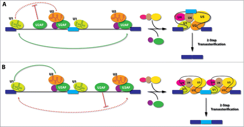 Figure 3. Model for positional-dependent effects of U2AF in the regulation of alternative splicing. (A), If U2AF binds to an intronic location upstream of the alternative exon, it will interfere with the communication between the splicing complexes assembled on the upstream 5'ss and those formed on the 3'ss of the alternative exon (upstream 3'ss). This would provide competitive advantage in selecting the 3'ss of the downstream intron (downstream 3'ss), thus causing skipping of the alternative exon. (B), If U2AF binds to an intronic location downstream of the alternative exon, it will interfere with the recognition or pairing of the downstream 3'ss, thus offering certain advantage for the upstream 3'ss to engage in productive communication with splicing complexes assembled on the upstream 5'ss. This would favor the inclusion of the alternative exon. Light blue: alternative exon; Dark blue: constitutive exons; Red dashed lines: interference of splice site pairing; Green lines: preferred pairing.