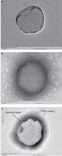 Figure 1. Field-emission transmission electron microscope (FETEM) image of (A) an individual non-coated liposome in 50 nm scale, (B) an individual PEG-coated liposome also in 50 nm scale and (C) an individual TPGS-coated liposome in 200 nm scale.