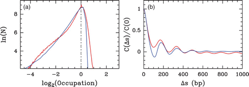 Figure 33. Comparing the predictions of our physical modelling (μ˜=−1.3 kT, δ=2 kT, l w =125 bp ) with the Lee et al. Citation(2007) S. cerevisiae in vivo MNase-chip data. (a) Histograms of nucleosome occupancy Y(s) values centered at their typical value: model (blue), in vivo data (red). (b) Corresponding auto-correlation function C(Δ s)=⟨δ Y(s) δ Y(s+Δ s)⟩.