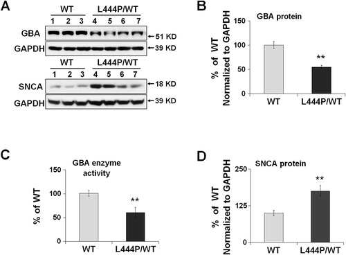 Figure 1. Reduced GBA protein levels and enzyme activity in GbaL444P/WT hippocampus. (A,B,D) Western blot analysis of GBA protein (A, B) and SNCA(A,D) in WT (n = 3) and GbaL444P/WT (L444P/WT, n = 4) mouse hippocampus; (B) GBA enzyme activity measured in lysosome-enriched fractions of WT (n = 4) and GbaL444P/WT mutant (n = 4) mouse hippocampus. Data are presented as mean percentage (%) of WT controls ± standard error (SE) from 3–4 independent experiments. Compared to WT, **, p < 0.01, Student’s t-test.