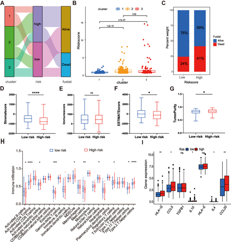 Figure 7 Evaluation of the TME and immunosuppressive factors between the two risk groups. (A) Alluvial diagram of clusters distributions in groups with different risk scores and survival outcomes. (B) Differences in risk scores between clusters. (C) The proportion of survival outcomes between risk groups in HCC patients. The box plot indicated the difference of stromal score (D), immune score (E), estimate score (F), and tumor purity (G) between two risk groups. (H) The infiltration difference of TME cells between the two risk groups. (I) Comparison of immunosuppressive factors expression between the two risk groups. The asterisks represented the statistical p value (*P<0.05; **P < 0.01; ***P < 0.001; ****P < 0.0001).