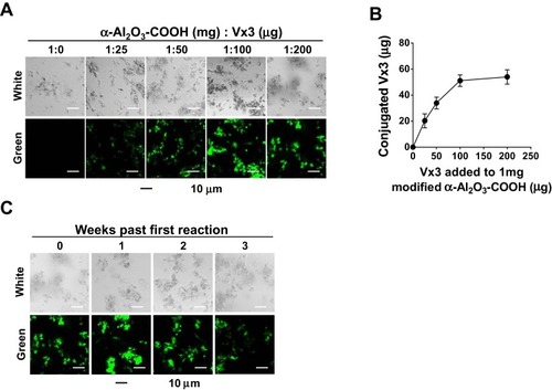Figure 2 Vx3 proteins were coupled to α-Al2O3-COOH successfully. (A) Fluorescence diagrams of α-Al2O3-COOH coupled with different amounts of Vx3 proteins. (B) Connection between the amount of conjugated Vx3 and the amount of Vx3 added to 1 mg α-Al2O3-COOH. The protein concentration of Vx3 was quantified by Bradford Protein Assay. Data (means ± SD) are representative of three independent experiments results. (C) Fluorescence diagrams of α-Al2O3-CONH-Vx3 stored at 4°C for one, two, and three weeks after synthesis.