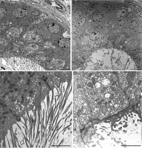 Figure 6. Transmission electron microscopy of corpus epididymidis from wild type (A,C) and from twitcher (B,D) mouse. The epithelium appears well structured both in wild type and in twitcher mice (A,B), but the apical region shows several differences: well shaped stereocilia are present in wild type mice (C) whereas, in twitcher mice, these structures are broken, detached, and completely spread out into the lumen (D). Sc: stereocilia. Scale bar: A,B, 10 µm; C,D, 2 µm.