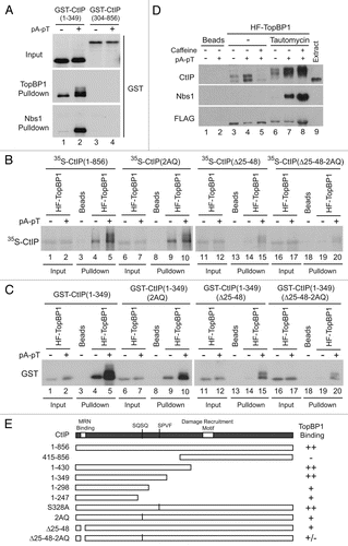 Figure 4 Two distinct regions in the N-terminus of CtIP mediate association with TopBP1. (A) Anti-FLAG antibody beads containing HF-TopBP1 or Nbs1-FLAG were incubated with GST-CtIP (1–349) (lanes 1 and 2) or GST-CtIP(304–856) (lanes 3 and 4) in the absence (lanes 1 and 3) or presence of pA-pT (lanes 2 and 4). Beads were isolated and immunoblotted with anti-GST antibodies. The top part shows in the inputs for the GST fragments. The middle and bottom parts show the TopBP1 and Nbs1 pull-downs, respectively. (B) Anti-FLAG antibody beads containing no recombinant protein (lanes 3, 8, 13 and 18) or wild-type HF-TopBP1 (lanes 1, 2, 4–7, 9–12, 14–17, 19 and 20) were incubated in egg extracts containing full-length 35S-CtIP wild-type (WT) (lanes 1–5), 2AQ (lanes 6–10), Δ25–48 (lanes 11–15) and Δ25–48-2AQ (lanes 16–20) in the absence or presence of pA-pT. The beads were retrieved and bound 35S-labeled proteins were detected by SDS-PAGE and phosphorimaging. (C) Anti-FLAG antibody beads containing no recombinant protein (lanes 3, 8, 13 and 18) or wild-type HF-TopBP1 (lanes 1, 2, 4–7, 9–12, 14–17, 19 and 20) were incubated in egg extracts containing GST-CtIP(1–349) wild-type (WT) (lanes 1–5), 2AQ (lanes 6–10), Δ25–48 (lanes 11–15) and Δ25–48-2AQ (lanes 16–20) in the absence or presence of pA-pT. Beads were isolated and immunoblotted with anti-GST antibodies. (D) Anti-FLAG antibody beads containing no recombinant protein (lanes 1 and 2) or wild-type HF-TopBP1 (lanes 3–8) were incubated in egg extracts in the absence (lanes 3–5) or presence (lanes 6–8) of tautomycin. Checkpoint activation was induced by the addition of pA-pT (lanes 4, 5, 7 and 8) and PIKK activity was inhibited by supplementing extracts with 5 mM caffeine (lanes 5 and 8). Beads were retrieved and immunoblotted with anti-CtIP, anti-Nbs1 and anti-FLAG antibodies. One microliter of extract was loaded in lane 9 as a loading control. (E) Summary of the capacity of indicated forms of CtIP to interact with TopBP1.