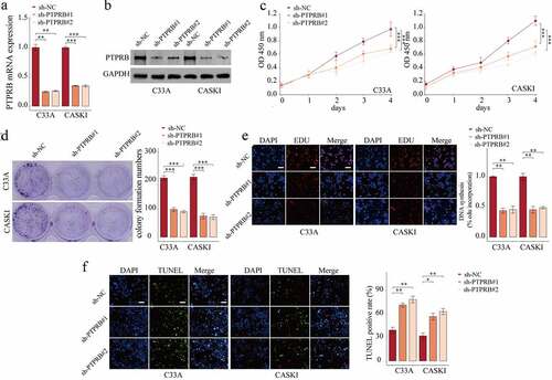 Figure 3. Silencing of PTPRB suppressed the proliferation of CC cells in vitro. (a,b) Silence of PTPRB was verified by qRT-PCR and western blot. (c) Cell proliferation rate of CC cells transfected with sh-PTPRB#1 or sh-PTPRB#2 by CCK-8. (d, e) Proliferation of CC cells with PTPRB silence from Colony formation assay and EdU assay. (f) TUNEL staining was performed to observe cell apoptosis of C33A and CASKI transfected with sh-NC, sh-PTPRB#1 or sh-PTPRB#2. The experiment was performed three times with three replications. *p < 0.05, **p < 0.01, ***p < 0.001