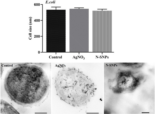 Figure 6 Size of E. coli before and after exposure to N-SNPs and AgNO3. Measurements were performed using ImageJ software based on TEM micrographs (at least ten cells). Scale bar: 200 nm.