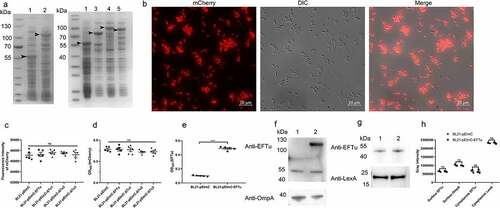 Figure 5. Availability of surface-expressed proteins in BL21 strains carrying a series of pEimc plasmids. (a) Whole bacterial proteins from induced BL21 strains carrying a series of pEimc plasmids were separated by SDS-PAGE and stained with Coomassie G-250. Lane 1, BL21-pEimc; lane 2, BL21-pEimc-EFTu; lane 3, BL21-pEimc-δtu1; lane 4, BL21-pEimc-δtu2; lane 5, BL21-pEimc-δtu3. Arrowheads indicate overexpression of fusion proteins. (b) Induced BL21-pEimc strain observed under a fluorescence microscope. Bars, 10 μm. (c) mCherry fluorescence intensities of the five induced BL21 strains carrying a series of pEimc plasmids were detected at an excitation of 579 nm and an emission of 624 nm. (d) Whole bacteria of the five induced BL21 strains carrying a series of pEimc plasmids were coated onto an ELISA plate. Expression levels of mCherry on the bacterial surface were detected using anti-mCherry antibody. (e) Whole bacteria of induced BL21-pEimc and BL21-pEimc-EFTu strains were coated onto an ELISA plate. the expression level of EFTu on the bacterial surface was detected using anti-EFTu antibody. (f) Surface fractions of induced BL21-pEimc (lane 1) and BL21-pEimc-EFTu (lane 2) strains were detected using Western blotting with anti-EFTu antibody and anti-OmpA antibody. (g) Cytoplasmic fractions of induced BL21-pEimc (lane 1) and BL21-pEimc-EFTu strain (lane 2) were detected using Western blotting with anti-EFTu and anti-LexA antibodies. (h) Gray intensities analysis of protein bands in panel F and G. Data are represented mean ± standard error. Statistical differences in panel C and D were determined using one-way ANOVA, and those in panel E and H were determined using unpaired t-test. ns, not significant; ***P <0.001.