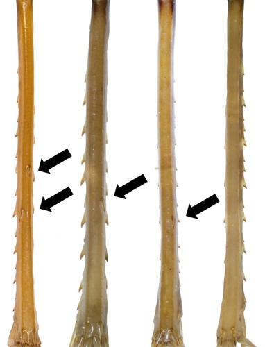 Figure 1. Inferior hind tibial spines. From left to right: Hemiandrus maculifrons, Hemiandrus luna sp. nov., Hemiandrus brucei sp. nov., Hemiandrus nox sp. nov. Hemiandrus maculifrons usually has two spines, but sometimes more and, in a rare case, only a single spine. Hemiandrus nox sp. nov. has no articulated spines on the inferior side of the hind tibiae. Hemiandrus luna sp. nov. usually has only a single spine, while Hemiandrus brucei sp. nov. usually has one or two spines.