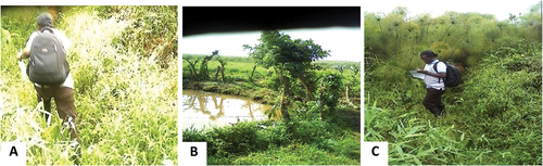Figure 3. (A) Heavily disturbed with food crop cultivation, (B) lightly disturbed with a fishpond, and (C) relatively intact wetland of Lutembe Bay (author shown in photos for scale).
