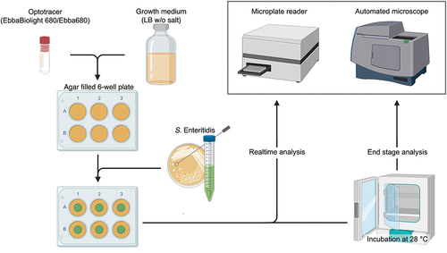 Figure 11. Workflow for semi-high throughput screening on biofilm formation. Wells of a six well-plate are filled with 2 ml LB agar without salt, supplemented with the optotracer EbbaBiolight™680. The bacterial inoculum is placed on the agar center. The plate is incubated in different instruments depending on the experiment. End stage recording: After incubation in a standard incubator, fluorescence signals from the biofilms are analyzed in a microplate reader or an automated microscope. Real-time recording: Dynamics of biofilm formation is studied by incubating the plate in a temperature-controlled microplate reader, programmed to record spectra at defined time intervals. Alternatively, the plate is incubated in a temperature-controlled automated microscope that provides a cinematic view of biofilm formation over ca 70 h. Reprinted from Choong et al. 2021 [Citation114], (open access CC by 4.0).