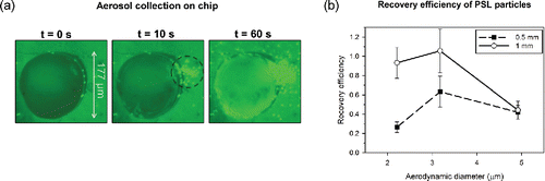 Figure 6. (a) Time series of fluorescent PSL aerosol capture into air–liquid interface (overhead view). The focal plane of the objective is at the top surface of the chip and aerosols are directed into the droplet from the capillary positioned above the chip in the configuration shown in Figure 2. (b) The recovery efficiency of PSL aerosol collected at the air–liquid interface for jet-to-plate distances of 0.5 mm and 1 mm. The error bars represent standard error (the ratio of standard deviation to the square root of the number replicates) where the number of replicates is at least three.