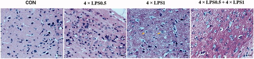 Figure 7. Effect of ET on LPS-induced neuronal morphological alterations in the SN. Sections were stained with HE (magnification 400×, scale bar: 20 μm).