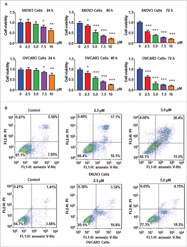 Figure 1. NC inhibited ovarian cancer cell proliferation and induced apoptosis. (A) Ovarian cancer cell viability was detected after treatment with NC for 24 h, 48 h and 72 h, respectively, using MTT assay. *P < 0.05, **P < 0.01, ***P < 0.001 compared with the control groups treated with DMSO. (B) NC-induced ovarian cancer cell apoptosis was accessed by Flow cytometry.