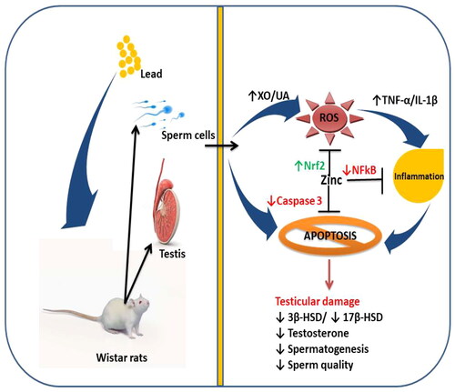 Figure 10. A schematic diagram illustrating how zinc ameliorates lead-induced testicular damage. XO: Xanthine oxidase; UA: uric acid; ROS: reactive oxygen species; TNF-α: tumour necrotic factor-alpha; IL-1β: interleukin-1beta; Nrf2: nuclear factor erythroid 2-related factor 2; α: nuclear factor kappa B; 3β-HSD: 3β-hydroxysteroid dehydrogenase; 17β-HSD: 17β-hydroxysteroid dehydrogenase.