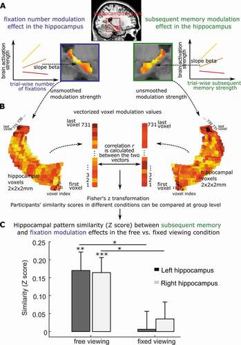 Figure 1. Brain modulation pattern similarity between eye movements and memory. a. Hippocampal activation can be predicted (or modulated) by both trial-wise number of fixations and subsequent memory strength. The color coding reflects the modulation strength (i.e., prediction slope) by fixations or memory, with warmer (i.e., toward yellow) colors indicating stronger modulation (i.e., larger prediction slopes). A stronger modulation indicates more sensitivity to trial-wise number of fixations (left) or trial-wise subsequent memory strength (right). b. To quantify the similarity of the hippocampal cross-voxel modulation patterns by visual exploration (i.e., the trial-wise number of fixations) and by trial-wise subsequent memory, for each participant, the unsmoothed cross-voxel modulation values were first vectorized for both fixation and memory. Then Pearson correlation coefficient (r) (or other vector similarity measures) was calculated, and Fisher’s Z transformed. Individuals’ hippocampal modulation similarity by memory and fixations (i.e., Fisher’s Z scores) can be compared between conditions across participants. c. Using this procedure, Liu et al. (Citation2020) found similar hippocampal cross-voxel modulation pattern by trial-wise number of fixations and subsequent memory strength, but only when participants were allowed to freely explore the visual stimuli. The modulation similarity not evident when participants restricted their eye movements. Panels a and c are adapted from Liu et al. (Citation2020).