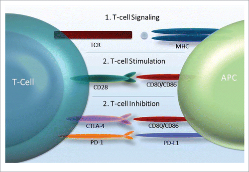 Figure 2. Mechanisms of action for immune checkpoint inhibitors.