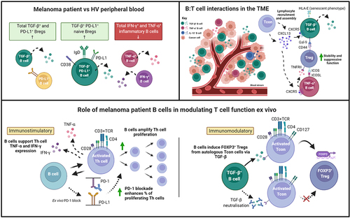Figure 7. Cytokine-expressing B cells in melanoma are dysregulated in the circulation, engage in crosstalk with Tregs in the TME, and engender immunostimulatory and immunomodulatory influences ex vivo.