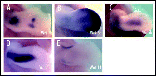 Fig 3 Expression of Wnt genes (4, 5a, 5b, 11, 14) in the mesenchyme surrounding the developing cartilage elements of HH-stage 26 chick forelimb. Limbs shown in dorsal view (Loganathan et al., 2005). (A) Expression of Wnt 4 in the central elbow region and in the joint interzones of the wrist. (B) Wnt 5a expression is seen at the distal tip of the limb bud and in the entire AER, with lower expression levels proximally. (C) Expression of Wnt 5b in the dorsal and ventral mesenchyme of the limb. (D) Wnt 11 transcripts in the dorsal and ventral mesenchyme of the limb. (E) Wnt 14 expression as a transverse stripe in the mesenchyme of the presumptive joint region.