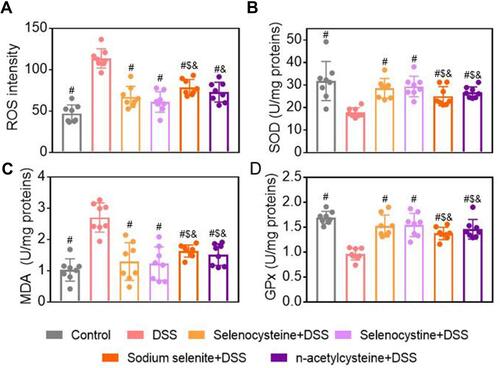Figure 4 Effects of selenium-containing amino acids on oxidative stress markers in DSS-induced IBD in mice. Levels of oxidative stress markers including (A) ROS, (B) SOD, (C) MDA, and (D) GPx in colon tissues from different groups. Eight mice per group; #P < 0.05, compared with DSS group. $P < 0.05, compared with selenocysteine group. &P < 0.05, compared with selenocystine group. Data are expressed as mean ± SEM.