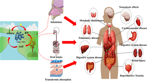 Figure 2 TiO2 NPs can enter the human body through different ways and accumulate in the body, posing a threat to human health.