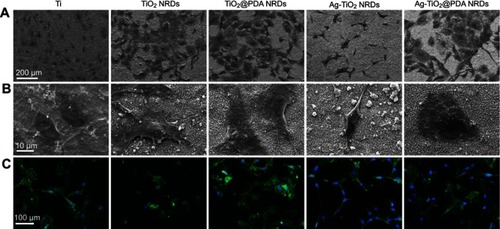 Figure 6 Cell morphology in vitro. (A, B) FE-SEM cell morphology of mouse calvarial cells (MC3T3-E1) cells cultured on various surfaces for 24 hrs (scale bars =200 [A] and 10 [B] μm); (C) fluorescent images of MC3T3-E1 cells cultured on various surfaces for 24 hrs with phalloidion (green) and DAPI (blue) (scale bars =100 μm).