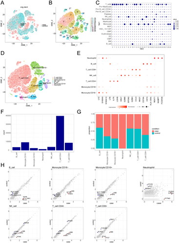 Figure 2. Single-cell RNA sequencing reveals the composition and transcriptional characteristics of peripheral blood mononuclear cells (PBMCs) in adult-onset systemic lupus erythematosus (aSLE) patients. (A-B) Two-dimensional projection of the sample distribution (A) and identification of 30 subclusters (B) across a total of 69,588 PBMCs from 17 individuals, including 10 aSLE patients (case) and 7 adult healthy donors (control). (C) t-SNE analysis identifies seven distinct PBMC subsets, including B cells, monocytes (CD16-), monocytes (CD16+), natural killer (NK) cells, CD4+ T cells, CD8+ T cells, and neutrophil cells. (D) Annotation of the seven clusters identified in C. The dot plot shows the expression values of selected genes (x-axis) across each cluster (y-axis). dot size represents the percentage of cells expressing the marker gene, and colour intensity indicates the mean expression within expressing cells. (E-F) Bar plots illustrating the abundance of cells within each of the seven clusters (B cells: 3,632 cells, monocytes (CD16-): 9,356 cells, monocytes (CD16+): 2,571 cells, NK cells: 3,981 cells, CD4+ T cells: 39,908 cells, CD8+ T cells: 8,751 cells, and neutrophil cells: 1,389 cells). (G) Differential expression analysis shows the differentially expressed genes (DEGs) across the seven clusters.