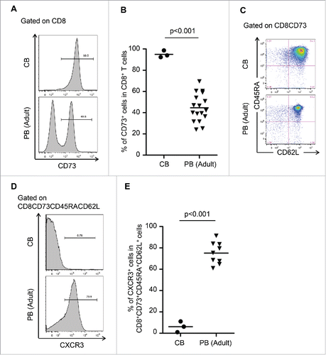 Figure 4. CXCR3 divided CD8+CD73+CD45RA+CD62L+ cells into pure naive and novel memory phenotypes. (A) Representative FACS plots of CD73 expression on CD8+ T cells in cord blood (CB) and adult peripheral blood (PB). (B) Proportion of CD8+ T cells expressing CD73 in cord blood and adult peripheral blood. Each point represents data from an individual healthy donor, and bars represent mean. Statistically significant differences were determined with the Mann–Whitney U test. (C) Representative FACS plots of CD45RA and CD62L expression in CD8+CD73+ cells on cord blood and adult peripheral blood cells. Data are representative of three independent experiments (CB) and ten independent experiments (PB). (D) Representative FACS plots of CXCR3 expression on CD8+CD73+CD45RA+CD62L+ T cells in cord blood and adult peripheral blood. (E) Proportion of CD8+CD73+CD45RA+CD62L+ T cells expressing CXCR3 in cord blood and adult peripheral blood. Each point represents data from an individual healthy donor, and bars represent mean. Statistically significant differences were determined with the Mann–Whitney U test.