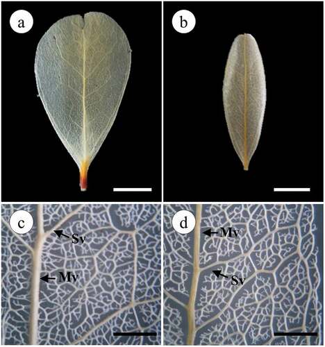 Figure 3. Photographs and microphotographs of cleared leaf showing venation pattern in Jacquinia armillaris from La Tortuga (a) and Turpialito (b). (c,d) Detail of branched secondary and tertiary veins