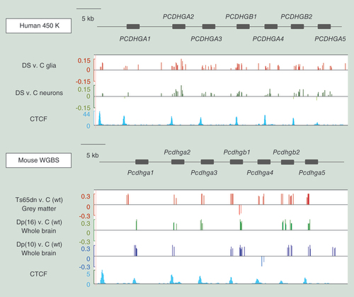Figure 5.  Similarities between differential CpG methylation in human Down syndrome versus control brains and differential methylation in brains from the chromosomally engineered mouse models of Down syndrome illustrated by results in the PCDHGA2/Pcdhga2 gene clusters.Map of the PCDHGA cluster. Differential CpG methylation in human DS (DS-DM) CpGs in the human 450K data and DM CpGs in the whole-genome bisulfite sequencing (WGBS) data from the mouse models were defined as in [Citation59]. WGBS for Dp(10)1Yey and Dp(16)1Yey was performed on whole cerebrums, while WGBS for Ts65Dn was performed on macrodissected cerebral gray matter. The Y-axes show fractional differences in CpG methylation. WGBS median read depth = 30 in all experiments; a total of 1074 CpGs were covered at >20 read depth in this chromosomal segment; only the CpGs passing our published criteria for significant differential methylation [Citation59] are indicated by the bars. DS-DM regions coincide with CTCF ChIP-seq peaks – consistent with the enrichment in CTCF motif sites that we and others have found among DS-DM loci. CTCF ChIP-seq data from human astrocytes and mouse whole brain were downloaded from ENCODE.C: Control; DS: Down syndrome; WGBS: Whole-genome bisulfite sequencing; wt: Wild-type.