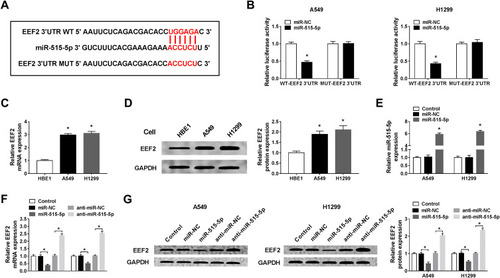 Figure 4 EEF2 is a target of miR-515-5p and is negatively regulated by miR-515-5p. (A) The putative binding sites between miR-515-5p and EEF2 were presented. (B) Luciferase activity of A549 and H1299 cells co-transfected with WT-EEF2 or MUT-EEF2 and miR-515-5p or miR-NC was detected by dual-luciferase reporter assay. (C and D) The mRNA and protein expression levels of EEF2 in HBE1, A549 and H1299 cells were examined using qRT-PCR or Western blot assay, respectively. (E) The transfection efficiency was determined by qRT-PCR in A549 and H1299 cells transfected with miR-515-5p or miR-NC. (F and G) qRT-PCR and Western blot assay were applied to determine the expression of EEF2 in A549 and H1299 cells transfected with anti-miR-NC, anti-miR-515-5p, miR-NC or miR-515-5p. *P<0.05.