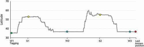 Figure 5. Latitudinal occurrences of tracked black kite throughout its lifespan. W1 refers to place of tagging and first winter location. W2 and W3 refer to the location of birds on 31 January 2021 and 2022, respectively; S1, S2 and refer to the location of birds on 30 June in 2020 and 2021.