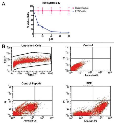 Figure 4. (A) Toxicity of the PEP compared with a control PEP. H-69 cells in mid log phase were plated in 96-well plates and incubated with increasing doses of the PEP or control peptide. Cells were enumerated at 96 h using the Vicell counter. Assays were performed in triplicate for 3 independent experiments. (B) The PEP induces apoptosis in H-69 cells. The percentage of apoptotic cells increased from 20.3% to 52.3% following a 24 h exposure to PEP as compared with control peptide in H-69 cells.