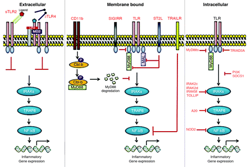 Figure 1. Negative regulation of Toll-like receptor signaling. Toll-like receptor (TLR) signaling pathways are tightly regulated in multiple different ways by several endogenous regulators to prevent hyperactivation. To attenuate the signaling from TLRs, at least three levels of negative regulation have so far been reported. These range from intracellular inhibitors to extracellular decoy receptors, and membrane-bound suppressors.