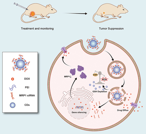 Figure 1 The schematic diagram delineates how CD-PEI-DOX-siMRP1 delivers doxorubicin to tumors and antagonizes chemoresistance by hindering drug efflux through knocking down MRP1 expression.