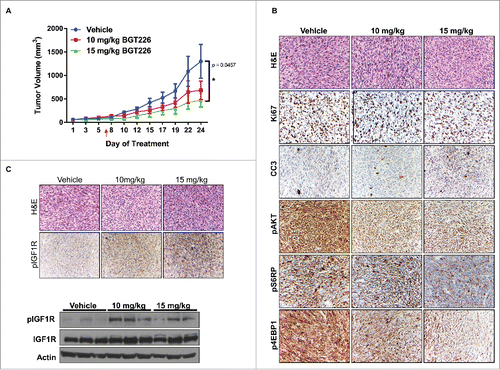 Figure 2. Daily administration of BGT226 reduces tumor volume and blocks PI3K/mTOR signaling and activates insulin-like growth factor 1 receptor (IGF1R) in vivo. A, Hairless severe combined immunodeficient mice harboring RIS-819.1 xenografts were treated with either vehicle (n = 6) or BGT226 (10 mg/kg or 15 mg/kg, n = 7 for both groups) daily via oral gavage; tumor volumes were measured three times per week. The red arrow indicates the change in the treatment schedule for the 15-mg/kg BGT226 group (from 7 days/week to 5 days/week). Values displayed are the mean volumes ± the standard error of the mean (*p < 0.05). B, Representative photographs (magnification, 200 ×) of immunohistochemical analysis performed on RIS-819.1 xenografts from vehicle- and BGT226-treated mice for markers of proliferation (Ki67), of apoptosis (cleaved caspase 3 [CC3]), and of PI3K/mTOR activity (pAKT, pS6RP, and p4EBP1). H&E: hematoxylin and eosin stain. C, Detection of IGF1R activation (phosphorylated IGF1R [pIGF1R]) in vehicle and BGT226-treated xenografts via immunohistochemical analysis (upper panel; magnification, 200 ×) and western blot analysis (lower panel).
