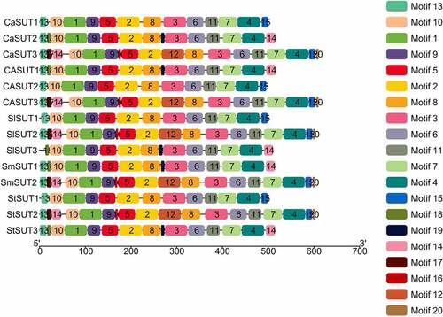 Figure 5. Distributions of conserved motifs in SUT proteins in Solanaceae species. Motifs of the SUT proteins identified by the online tool MEME. Different motifs are indicated by different colors and numbered 1–20. The same number in different proteins referred to the same motif.